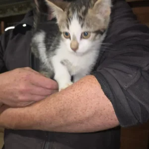 Farmyard Kittens - Image 8