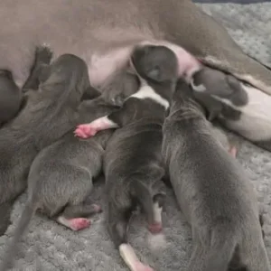 Italian Greyhound puppies from a family home in rushmere-st-andrew, East Suffolk - Image 2