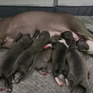 Italian Greyhound puppies from a family home in rushmere-st-andrew, East Suffolk - Image 3