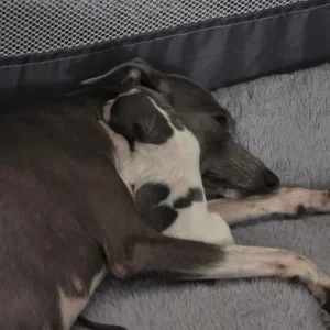 Italian Greyhound puppies from a family home in rushmere-st-andrew, East Suffolk - Image 4