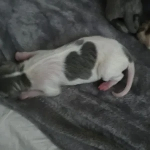 Italian Greyhound puppies from a family home in rushmere-st-andrew, East Suffolk - Image 5
