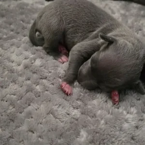 Italian Greyhound puppies from a family home in rushmere-st-andrew, East Suffolk - Image 6