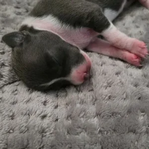 Italian Greyhound puppies from a family home in rushmere-st-andrew, East Suffolk - Image 7