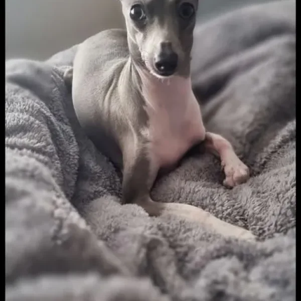 Italian Greyhound puppies from a family home in rushmere-st-andrew, East Suffolk