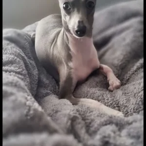 Italian Greyhound puppies from a family home in rushmere-st-andrew, East Suffolk