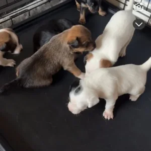 Mix terrier pups 1 boy 2 girls - Image 2