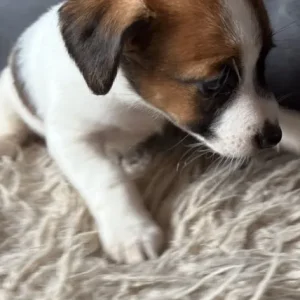 Mix terrier pups 1 boy 2 girls - Image 3