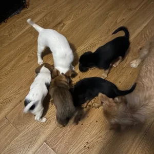 Mix terrier pups 1 boy 2 girls - Image 7