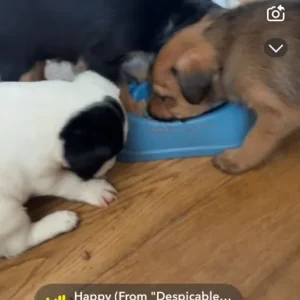 Mix terrier pups 1 boy 2 girls - Image 8