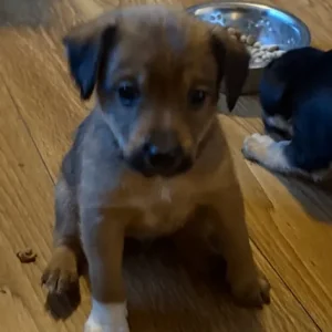 Mix terrier pups 1 boy 2 girls