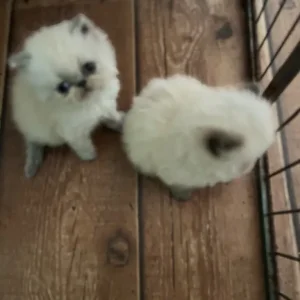 Two 6-week-old Persian kittens - Image 2