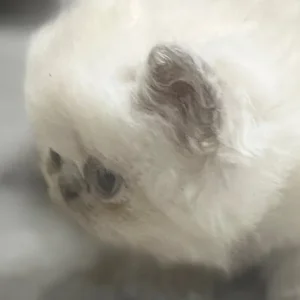 Two 6-week-old Persian kittens - Image 3