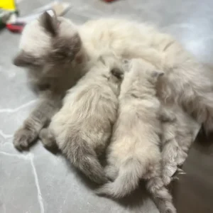 Two 6-week-old Persian kittens - Image 4