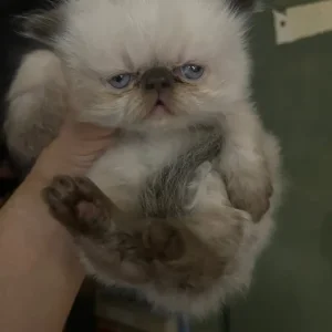 Two 6-week-old Persian kittens - Image 6