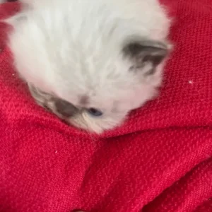 Two 6-week-old Persian kittens - Image 7