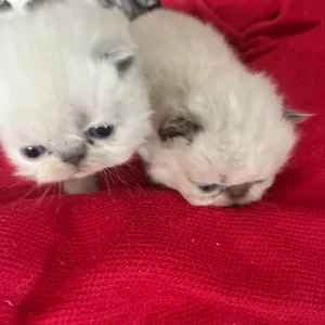 Two 6-week-old Persian kittens - Image 8