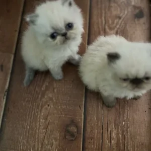 Two 6-week-old Persian kittens