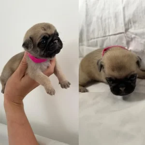 KC Reg Pug Litter of 10 - Image 2