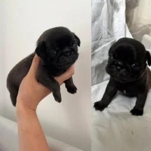KC Reg Pug Litter of 10 - Image 3