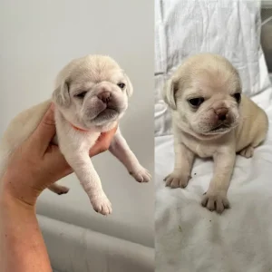 KC Reg Pug Litter of 10 - Image 4