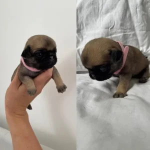 KC Reg Pug Litter of 10 - Image 5