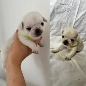 KC Reg Pug Litter of 10 - Image 6