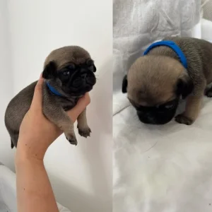 KC Reg Pug Litter of 10 - Image 7