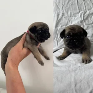 KC Reg Pug Litter of 10 - Image 8