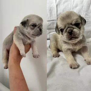 KC Reg Pug Litter of 10
