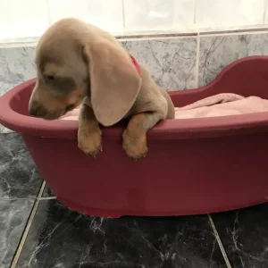 Miniature Dachshund Puppies - Image 2