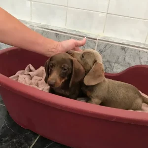 Miniature Dachshund Puppies - Image 3