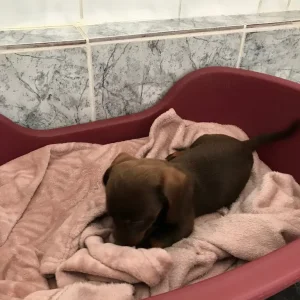 Miniature Dachshund Puppies - Image 4