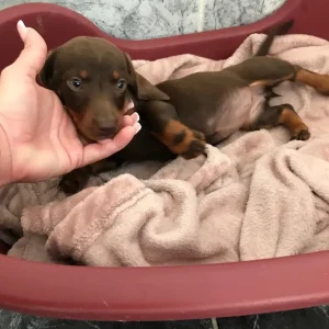 Miniature Dachshund Puppies - Image 5