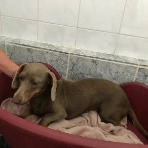 Miniature Dachshund Puppies - Image 6