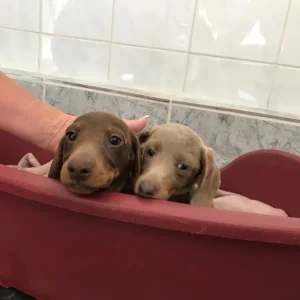 Miniature Dachshund Puppies - Image 7