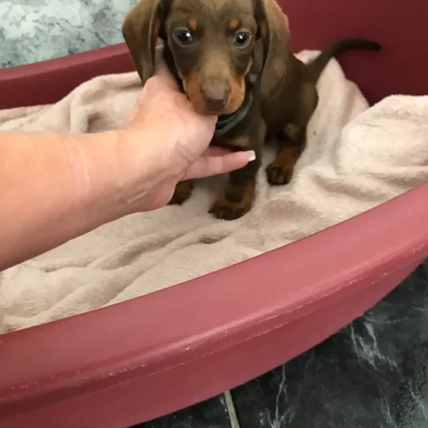 Miniature Dachshund Puppies