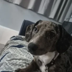 Dachshund - Image 2