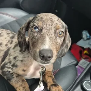 Dachshund - Image 3