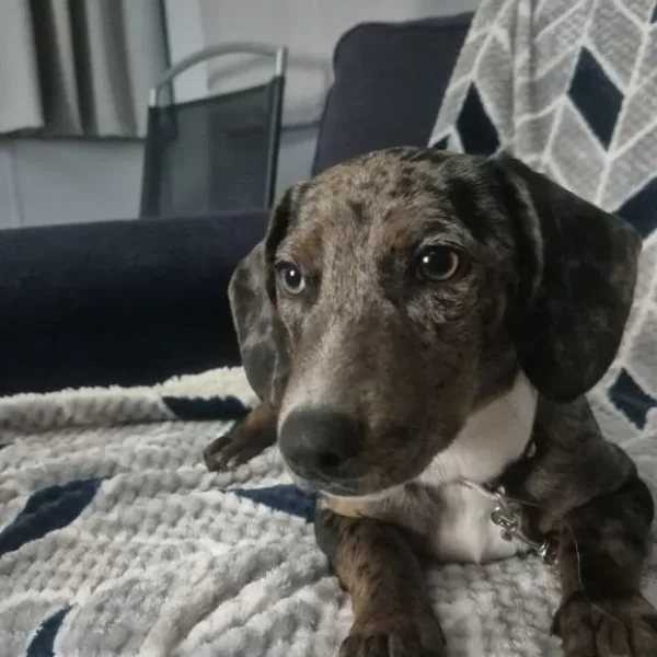 Dachshund