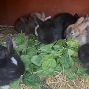 Mixed color rabbits - Image 2