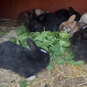 Mixed color rabbits - Image 3