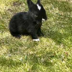 Mixed color rabbits - Image 4