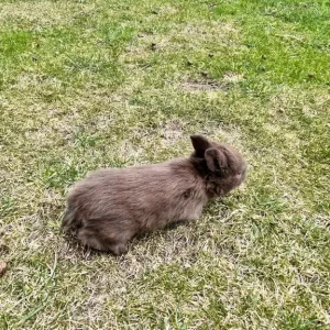 Mixed color rabbits - Image 5