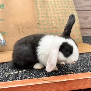 Mixed color rabbits - Image 6