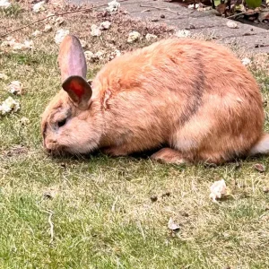 Mixed color rabbits - Image 7