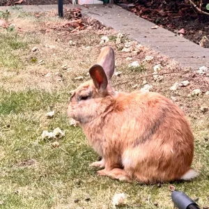Mixed color rabbits - Image 8