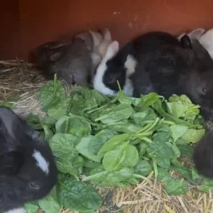 Mixed color rabbits
