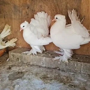 Indian fantail pigeons - Image 7