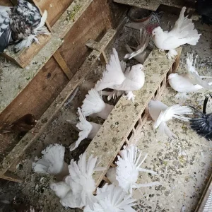 Indian fantail pigeons