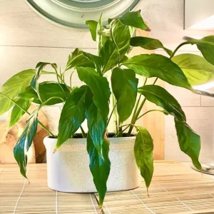 Large healthy flowering peace lily with ceramic pot - Image 2